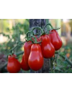 Tomaten specialitateiten